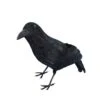 Crow, Black