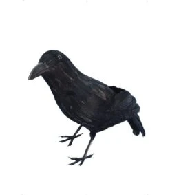 Crow, Black